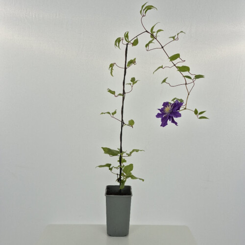 Clematis Kiri Te Kanawa 1L 1