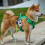 Διανομέας σακούλας απορριμμάτων κατοικίδιων ζώων και θήκη αποθήκευσης για βόλτα 1