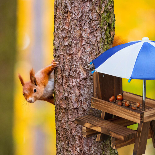 Eichhörnchen-Picknicktisch-Futterspender mit 2 Schirmen 1