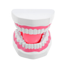 De Bouche En PVC Pour Formation Orale Éducative