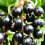 Blackcurrant Ribes Ben Alder | Deciduous Fruit Plant Shrub | 30-50cm Potted 2