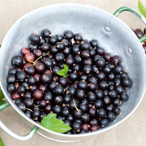 Blackcurrant Ribes Ben Alder | Deciduous Fruit Plant Shrub | 30-50cm Potted 2