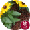 ? - Leca LWA - Flower - 10Ltr - 10ltr 4