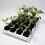 Growth Technology Root Riot Tray (24) 4