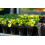 Containerwise Charles Dowding No Dig CD60 Long-Life Propagation Tray, Seed Tray, 60 Cells 5