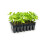 Containerwise 28H Deep Long-Life Propagation Tray, Seed Tray, 28 Cells 4