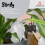 Scheurich 087 Accessoires B?rdy S, clear 2