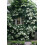 Climbing Hydrangea x 2 Plants in 9cm Pots - Hydrangea Petiolaris Climbing Plants 2