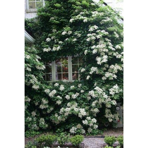 Climbing Hydrangea x 2 Plants in 9cm Pots - Hydrangea Petiolaris Climbing Plants 1
