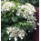Climbing Hydrangea x 2 Plants in 9cm Pots - Hydrangea Petiolaris Climbing Plants 3