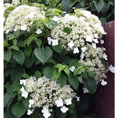 Climbing Hydrangea x 2 Plants in 9cm Pots - Hydrangea Petiolaris Climbing Plants 2