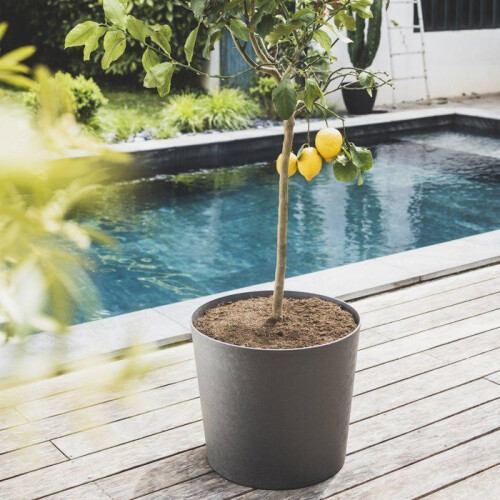 Blumentopf - ELEMENT - Kunststoff - Anthrazitgrau - Konisch - Ø49,5xH42cm - 62,2L - EDA 1