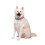 Squishmallows Hundehalsband, groß 2
