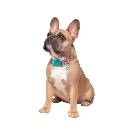 Squishmallows Hundehalsband, mittelgroß 1