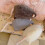 Giant Rat Plush Toy Soft Fabric with Tail 13.78 Inch 1