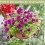 3PCS Round Hanging Basket Liners Fabric Hanging Plant Liners Non-Woven Planter Liners  Liners Replacement Inserts B 5