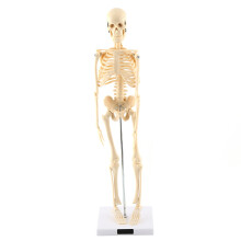 Durable PVC Human Skeleton Model, Fully Articulated Miniature Skeletal System with Removable Skull Cap and Movable Joints, Educational Tool for