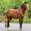Horse Tail Protector Non-Woven Fabric 1set 70x8cm 4