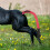 Horse Tail Protector Non-Woven Fabric 1set 70x8cm 6