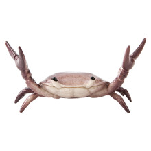Funny Crab Pen Holder, Weightlifting Crab Desk Pen Stand for Family Exhibitions, Parties, Shop Windows, Office, Tables (Purple)