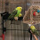 Bed Hangmat Van Papegaaien 10