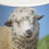Sheep Sound Maker Toy 150mAh 6x6x6cm Assorted 6