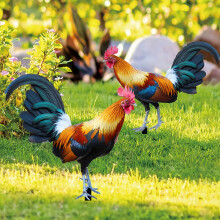Zahradní kůl s kohoutem - zářivá povrchová úprava, venkovní dekorace ke Dni matek, kuřata pro dům, zahradu, terasu, trávník, dvůr,