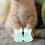 8Pièces Bottines Anti-Griffures Pour Chats En Silicone 8
