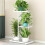 (White) Plant Stands as Sculptures of Greenery 1