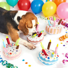 Puppy Birthday Cake Toy Squeaky Plush Chew 6 inch