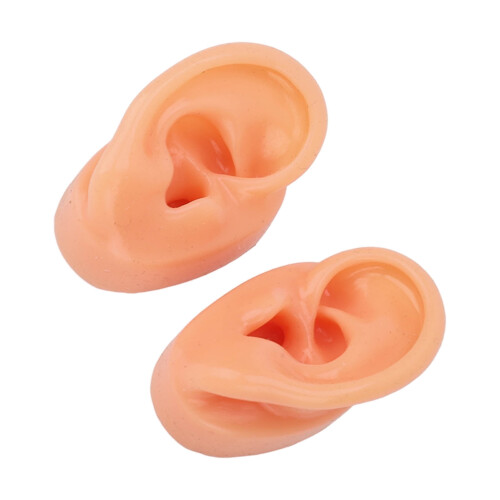 Teaching Ear Model Silicone Human Bilateral Ear Display for