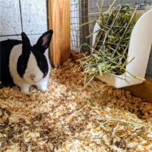 5X Cadre en Herbe de Lapin Mangeoire à Foin Crèche Grille pour le Chinchilla de Cobaye Support Rebondir Fixe Panier D'Herbe Petit Animal