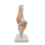 3X Anatomisch Kniegewricht met Ligamentenmodel, Levensgroot 2