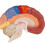 Interactive and Fun Learning Tool, Human Brain Model Divided into Functional Areas for Hands-On Study, Multipurpose Gift and Tool for Anatomy 2