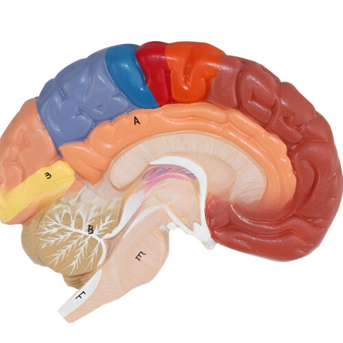 Interactive and Fun Learning Tool, Human Brain Model Divided into Functional Areas for Hands-On Study, Multipurpose Gift and Tool for Anatomy 1