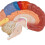 Interactive and Fun Learning Tool, Human Brain Model Divided into Functional Areas for Hands-On Study, Multipurpose Gift and Tool for Anatomy 3