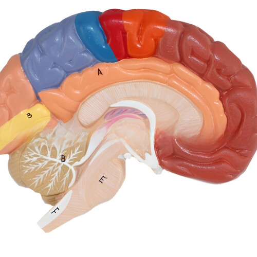 Interactive and Fun Learning Tool, Human Brain Model Divided into Functional Areas for Hands-On Study, Multipurpose Gift and Tool for Anatomy 2