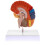 Interactive and Fun Learning Tool, Human Brain Model Divided into Functional Areas for Hands-On Study, Multipurpose Gift and Tool for Anatomy 4