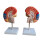Interactive and Fun Learning Tool, Human Brain Model Divided into Functional Areas for Hands-On Study, Multipurpose Gift and Tool for Anatomy 5