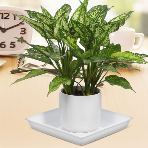 2pcs Pot Saucers For Plants White Plastic For Decorative Use 2