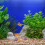 Safe And Practical Fish Tank Spawning Mops For Aquariums 6