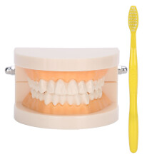 Interactive Teaching Resource, Teeth Typodonts Designed To Enhance Early Dental Education And Demonstrate Effective Brushing