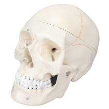 Lehrmittel für die menschliche Anatomie, lebensgroßer menschlicher Schädel mit Darstellung der Foramina, robustes und langlebiges PVC-Material,