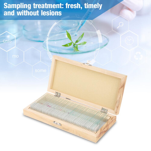 50pcs Microscope Slides 22.5x10.5x3.5cm Wood Box 2