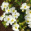 Potentilla 'Bella Bianca' Hachbianca Deciduous Hardy Plant| 9cm 2