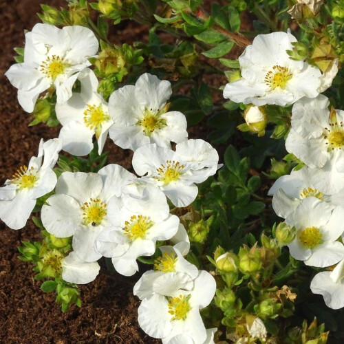Potentilla 'Bella Bianca' Hachbianca Deciduous Hardy Plant| 9cm 1