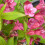 Weigela 'Bristol Ruby' Deciduous Hardy Compact Garden Shrub Plant | 9cm Pot 2