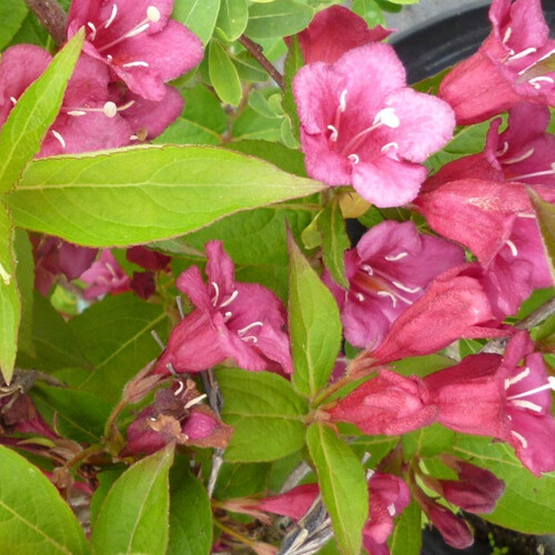 Weigela 'Bristol Ruby' Deciduous Hardy Compact Garden Shrub Plant | 9cm Pot 1