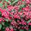 Weigela 'Bristol Ruby' Deciduous Hardy Compact Garden Shrub Plant | 9cm Pot 3