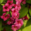 Weigela 'Bristol Ruby' Deciduous Hardy Compact Garden Shrub Plant | 9cm Pot 4